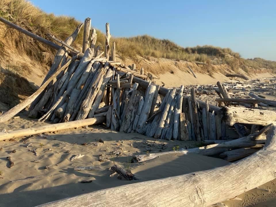 Agate Beach Driftwood